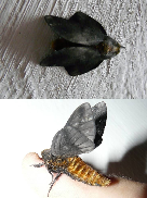 FIGURE 4f FIGURE 4f